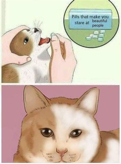 cat pill meme